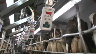 GEA Farm Technologies  Milking Parlor  SwingOver  EN [upl. by Ehcar]