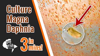 How to culture DAPHNIA MAGNA  The easy way [upl. by Nickolai]