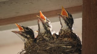 Baby Robins Feeding to First Flight amp Leaving Nest HD [upl. by Nyrac44]