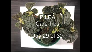 Pilea Care  Day 29 of 30 Houseplant Care [upl. by Teri954]