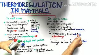 Thermoregulation in mammals  class 12 Biology [upl. by Roxana748]