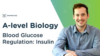 Blood Glucose Regulation Insulin  Alevel Biology  OCR AQA Edexcel [upl. by Comstock]