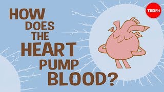 How the heart actually pumps blood  Edmond Hui [upl. by Kalikow203]