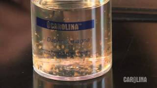 How to Care for Daphnia [upl. by Nancie]