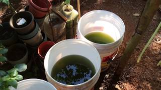 How to grow Green Water Algae [upl. by Atalie]