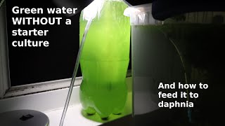 Green Water WITHOUT a Starter Culture  From Scratch  How To [upl. by Bendicta]