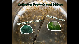 How To Culture Daphnia and Moinas using Green Water Spirulina powder [upl. by Derfniw]