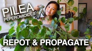 PILEA PEPEROMIOIDES PROPAGATION amp CARE  Houseplant Care Tips  Jolene Foliage [upl. by Anisamot]