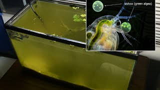 Raising Daphnia for the Freshwater Aquarium [upl. by Sacttler]