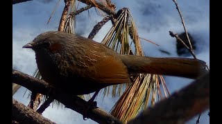 Streaked laughingthrush Garrulax lineatus [upl. by Atiekan192]