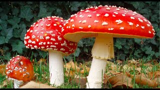 Introduction to Mycology [upl. by Darin64]