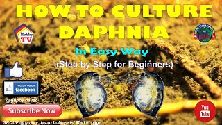 HOW TO CULTURE DAPHNIA In Easy Way [upl. by Stromberg]