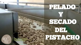 Pelado y Secado del PISTACHO  2° parte  El procesado del Pistacho 🌳 [upl. by Enak385]